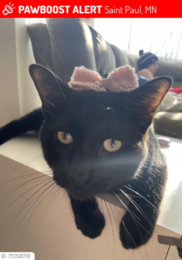 Lost Male Cat last seen Near magnolia ave, Saint Paul, MN 55106