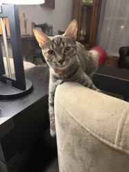 Lost Female Cat last seen Burke and Elliot . Between Lindsay and Gilbert, Gilbert, AZ 85296