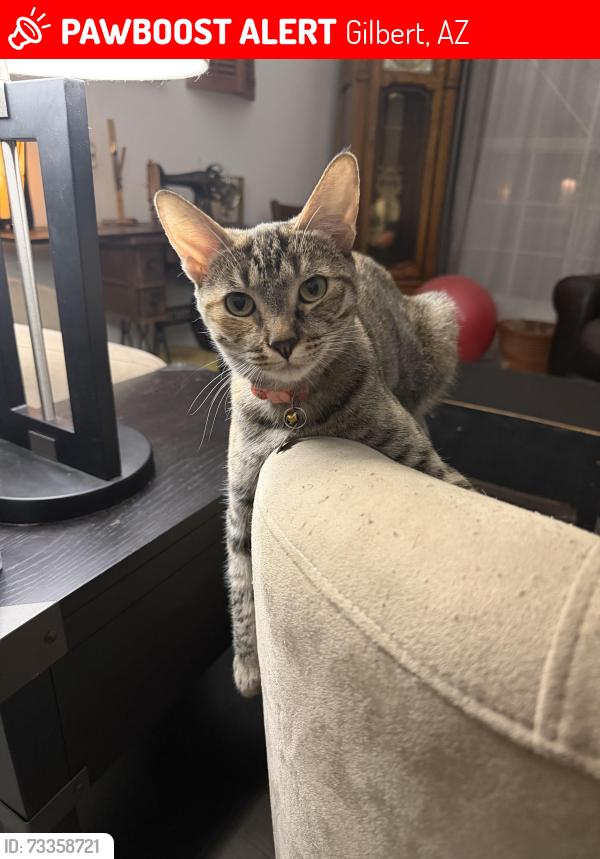 Lost Female Cat last seen Burke and Elliot . Between Lindsay and Gilbert, Gilbert, AZ 85296