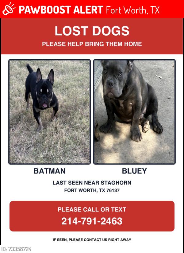 Lost Male Dog last seen Riverside, Fort Worth, TX 76137