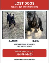 Lost Male Dog last seen Riverside, Fort Worth, TX 76137