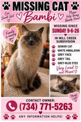Lost Female Cat last seen Behind Hunter Elementary school, Brownstown Township, MI 48183