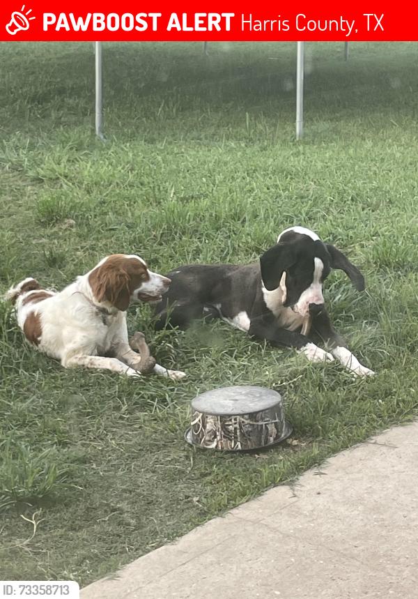 Lost Female Dog last seen Lakewood hill Dr, Harris County, TX 77377