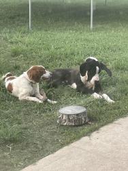 Lost Female Dog last seen Lakewood hill Dr, Harris County, TX 77377