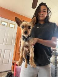 Found/Stray Male Dog last seen Rt.20, 8th ave paterson, Paterson, NJ 07514