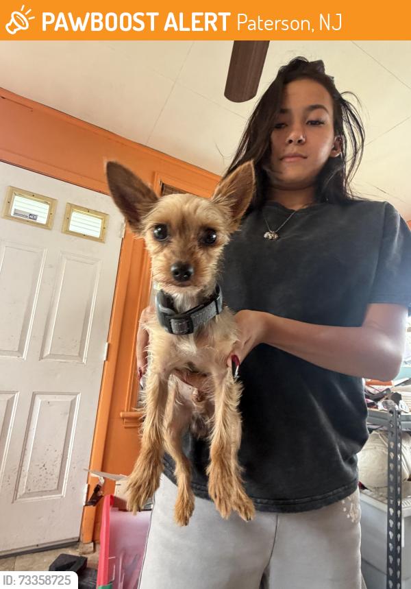 Found/Stray Male Dog last seen Rt.20, 8th ave paterson, Paterson, NJ 07514