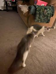 Reunited Male Cat last seen Near, Philadelphia, PA 19115