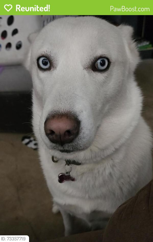 Reunited Female Dog last seen Highway 93 and Paddy Hamilton rd, Belton, TX 76513