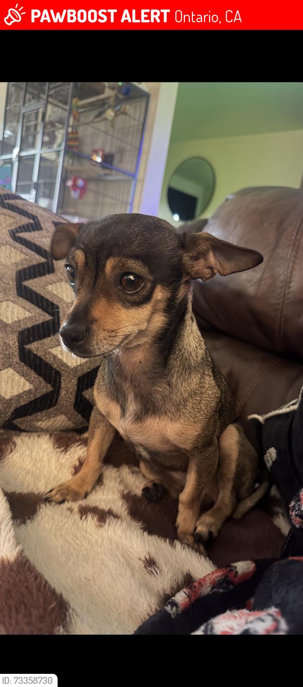 Lost Female Dog last seen Parklane / parkview homes, Ontario, CA 91762
