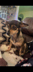 Lost Female Dog last seen Parklane / parkview homes, Ontario, CA 91762