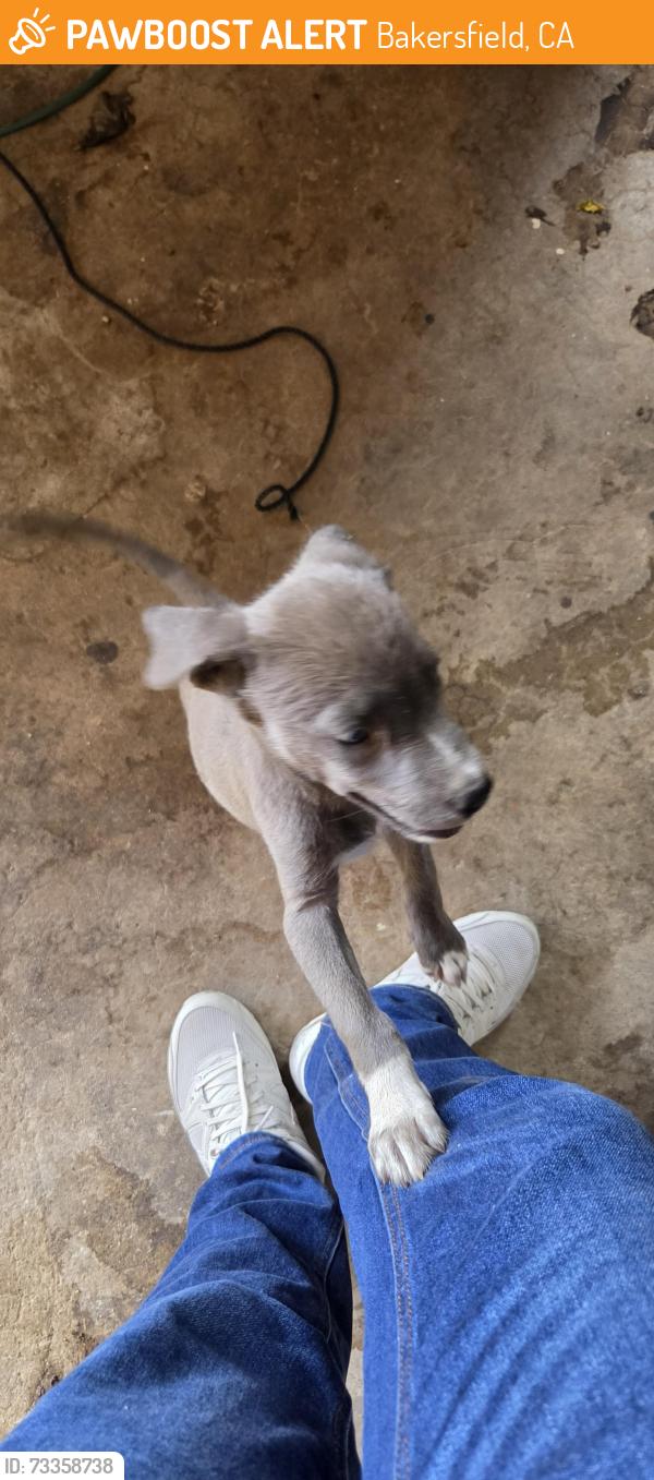 Found/Stray Female Dog last seen Blossom st, Bakersfield, CA 93306