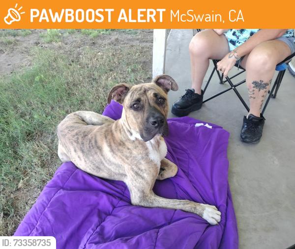 Found/Stray Male Dog last seen Fleming and Herrod, McSwain, CA 95301