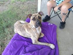 Found/Stray Male Dog last seen Fleming and Herrod, McSwain, CA 95301