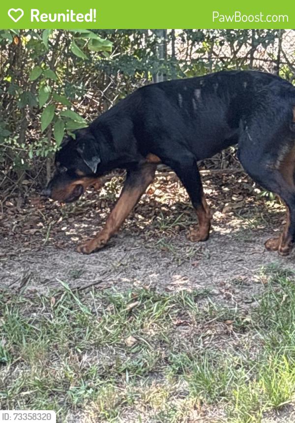 Reunited Male Dog last seen Mansion Creek Circle, Tyler, TX 75707