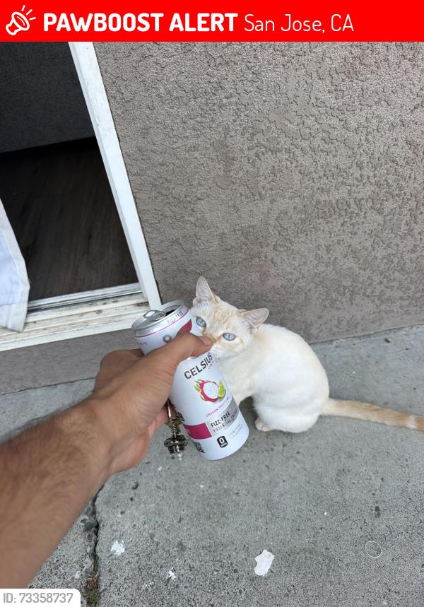 Lost Male Cat last seen Dobern avenue, San Jose, CA 95116