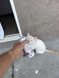 Lost Male Cat last seen Dobern avenue, San Jose, CA 95116