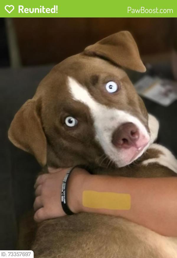 Reunited Male Dog last seen Highway 93 and Paddy Hamilton rd, Belton, TX 76513