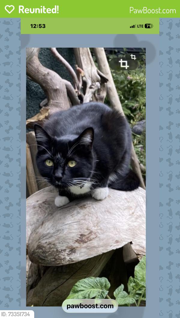 Reunited Male Cat last seen East Broadway & Semlin, Vancouver, BC V5N 1W5