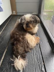 Found/Stray Male Dog last seen Windy Hill Rd., Smyrna, Marietta, GA 30008