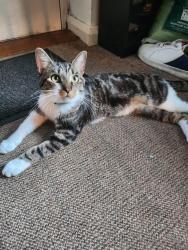 Reunited Male Cat last seen Saffron lane athletic stadium, Leicester, England LE2 7NR