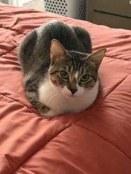 Reunited Female Cat last seen Hermitage and Magnolia, Los Angeles, CA 91607
