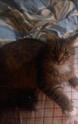 Lost Male Cat last seen Rt 1, Winterport, ME 04496