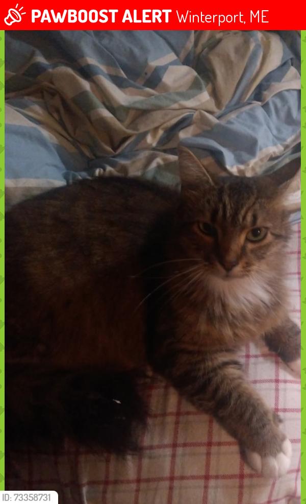 Lost Male Cat last seen Rt 1, Winterport, ME 04496