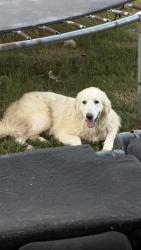 Lost Male Dog last seen Coen rd, Rosharon, TX 77583