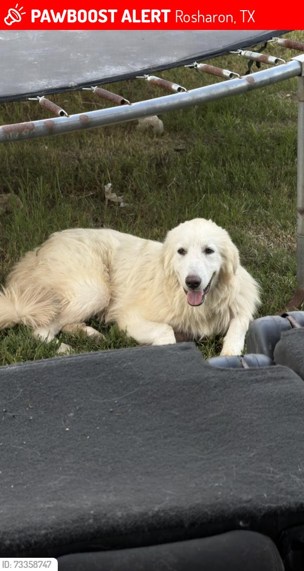 Lost Male Dog last seen Coen rd, Rosharon, TX 77583