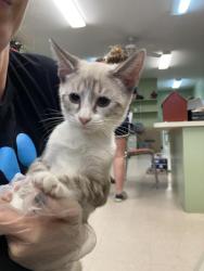 Shelter Stray Female Cat last seen Out of Town, 211 Kind Hearts Wy, Burnsville, NC 28714, USA