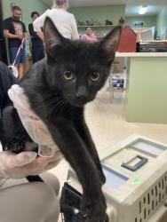 Shelter Stray Male Cat last seen Out of Town, 211 Kind Hearts Wy, Burnsville, NC 28714, USA