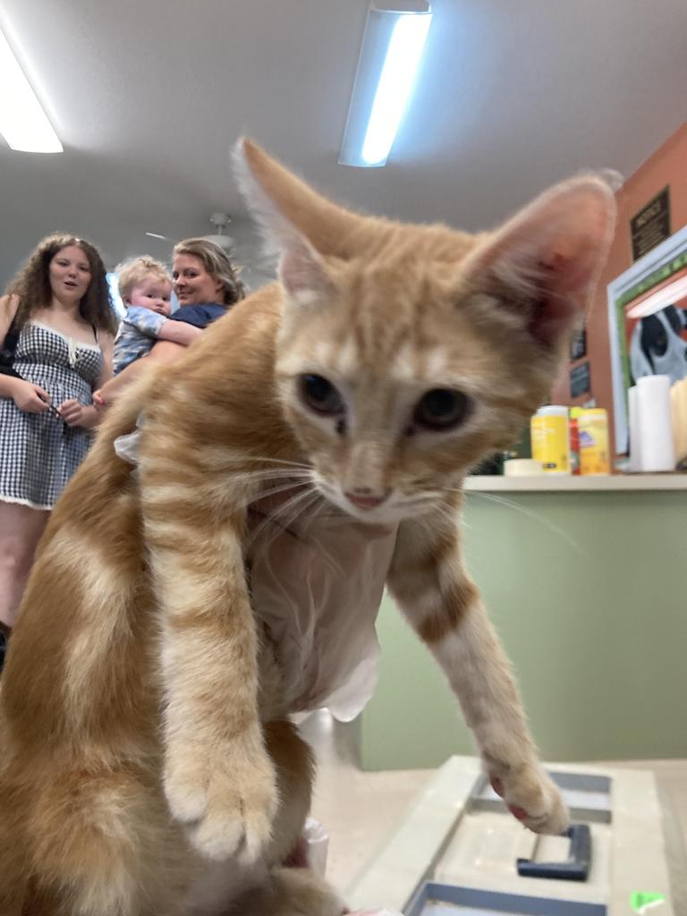 Shelter Stray Male Cat last seen Out of Town, 211 Kind Hearts Wy, Burnsville, NC 28714, USA