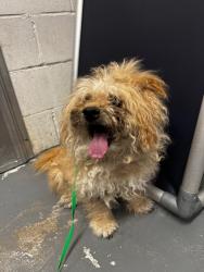 Shelter Stray Male Dog last seen , 150 Bolivar St, Canton, MA 02021, USA