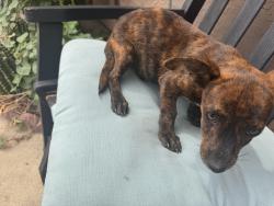 Found/Stray Male Dog last seen Near Glendora Ave, La Puente, CA 91744, La Puente, CA 91744