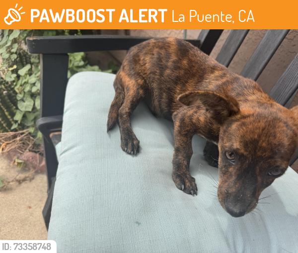 Found/Stray Male Dog last seen Near Glendora Ave, La Puente, CA 91744, La Puente, CA 91744