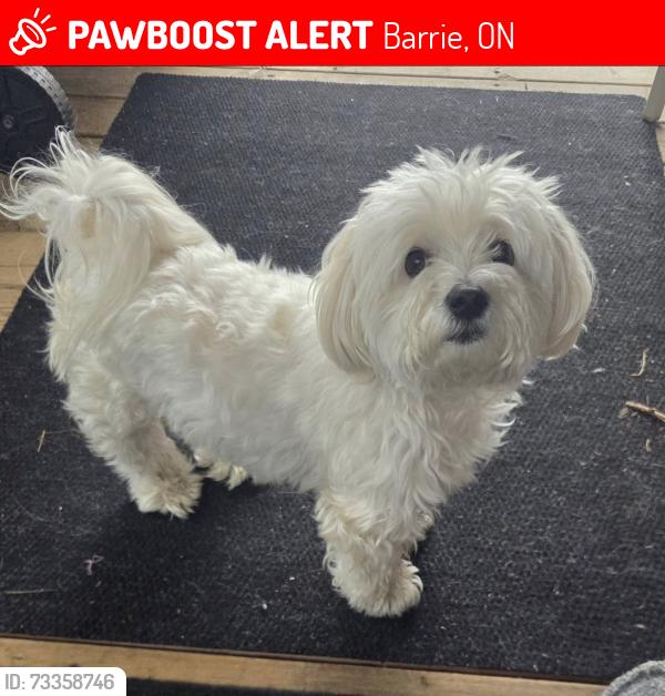 Lost Male Dog last seen Rvh hosp barrie, Barrie, ON 