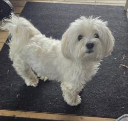 Lost Male Dog last seen Rvh hosp barrie, Barrie, ON 