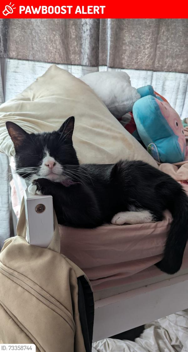 Lost Female Cat last seen Samies pool, Longton, England ST4 3HQ