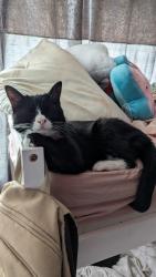 Lost Female Cat last seen Samies pool, Longton, England ST4 3HQ