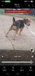 Lost Male Dog last seen Near lucerene ave Asheville nc, Asheville, NC 28806