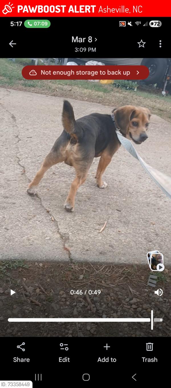Lost Male Dog last seen Near lucerene ave Asheville nc, Asheville, NC 28806