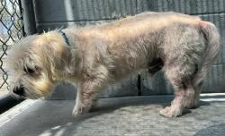 Found/Stray Male Dog last seen Madrona Marsh, Torrance, CA 90505