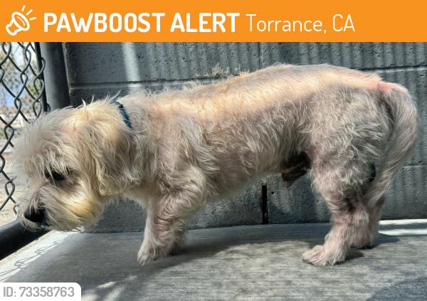 Found/Stray Male Dog last seen Madrona Marsh, Torrance, CA 90505