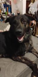 Reunited Male Dog last seen N. 13th Street, Terre Haute, IN 47807