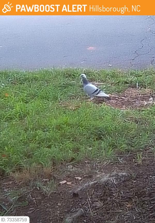Found/Stray Unknown Bird last seen Jones ave Hillsborough, Hillsborough, NC 27278