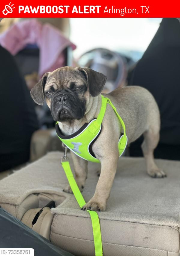 Lost Male Dog last seen Tucker, Davis, Fielder, Arlington, TX 76013