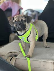 Lost Male Dog last seen Tucker, Davis, Fielder, Arlington, TX 76013