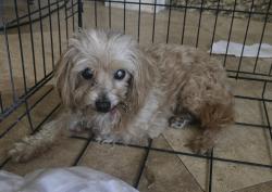 Found/Stray Male Dog last seen Fir ave, Moreno Valley, CA 92553