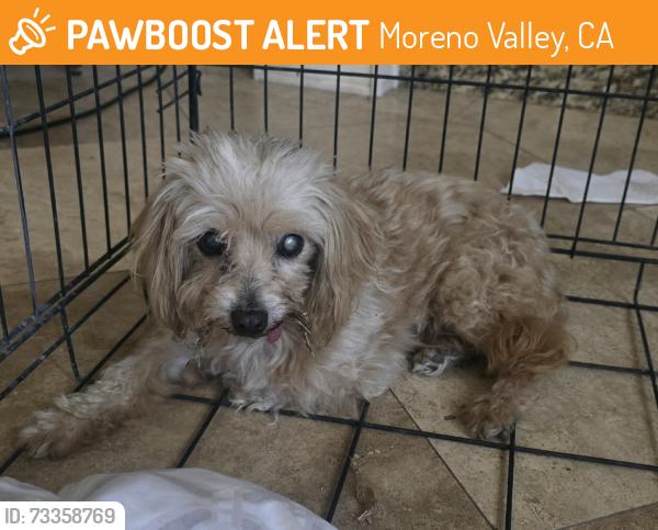 Found/Stray Male Dog last seen Fir ave, Moreno Valley, CA 92553
