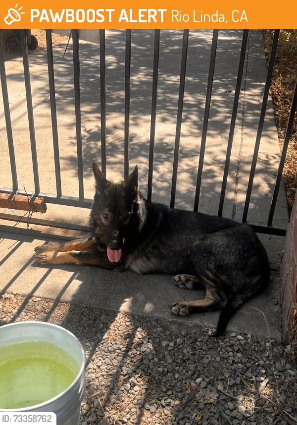 Found/Stray Male Dog last seen SOAPY Car Wash, 8th Ave, Rio Linda, CA 95673, Rio Linda, CA 95673